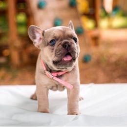 French Bulldog Puppies from Kring French Bulldogs