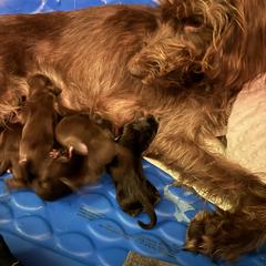 Female 1 - Liver female Pudelpointer puppy in Sioux Falls, South Dakota from Saddle Creek Kennels