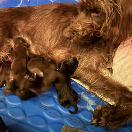 Female 1 - Liver female Pudelpointer puppy in Sioux Falls, South Dakota from Saddle Creek Kennels