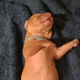 Vizsla Puppies from Ann's Vizslas