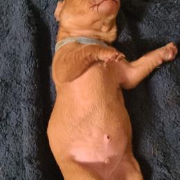 Vizsla Puppies from Ann's Vizslas