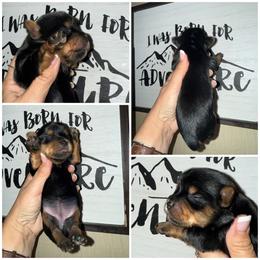 Daisy - Black and tan female Yorkshire Terrier puppy in Dalton, Georgia from Southern Charm Precious Paws