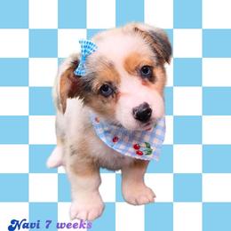 Queso - Blue merle and white female American Corgi puppy in Mansfield, Ohio from Moonrise corgis
