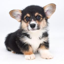 Winslow - Black and tan male Pembroke Welsh Corgi puppy in San Antonio, Texas from Moxxi's Legacy Corgis