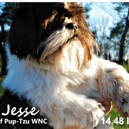 Jesse - Shih Tzu