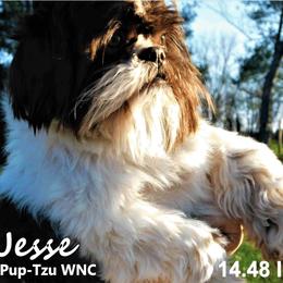 Jesse - Shih Tzu