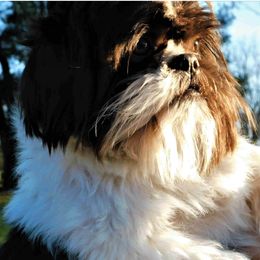 Jesse - Shih Tzu