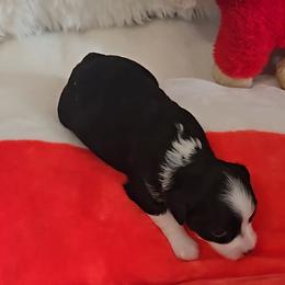 Girl 1 - female Chinese Crested puppy in Amarillo, Texas from Lone Star Chinese Cresteds by Kim