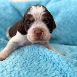 Pink girl - Tri-Roan female English Springer Spaniel puppy in Cleburne, Texas from Powers English Springer Spaniels