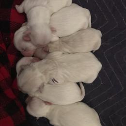 Shih Tzu Puppies from AKC Registered Purebred Shihtzus