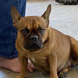 Stella - French Bulldog