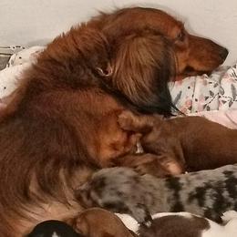 Sophia - Dachshund