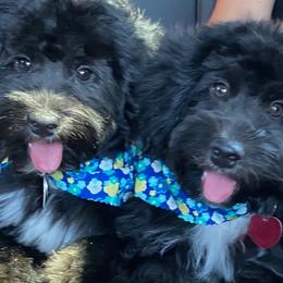 Miniature Australian Shepherds from C/H Mini Aussie's & Aussiedoodles