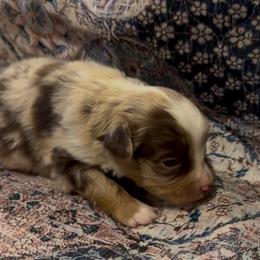 Cowboy Boy 2 - Red merle male Australian Shepherd puppy in Churchill County Fallon, Nevada from Card Family Ranch