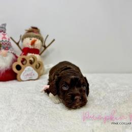 Pumpkin Pie - Brown white and tan female Cockapoo puppy in Oologah, Oklahoma from Timber Hills Poodles and Doodles