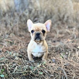 Cream girl - Cream female French Bulldog puppy in Nevis, Minnesota from Faithful Acres French Bulldogs