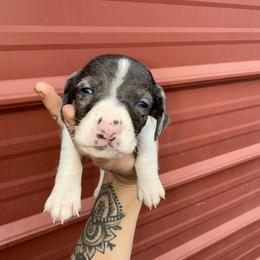 Buzz - Dapple male Dachshund puppy in Midland, Texas from The Barefield Doxies