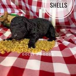 Shells - Peach Girl - Black female Goldendoodle puppy in Harrisburg, Oregon from Dolly’s Doods