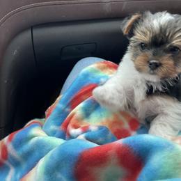 Yorkshire Terrier Puppies from Paw-Perfect Palace