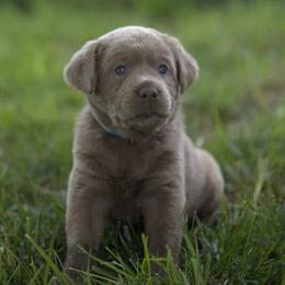 Miss Dark Blue - Chocolate female Labrador Retriever puppy in Morrill, Kansas from Grimm Girls Farm