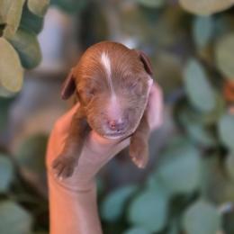 Seafoam Green Collar - Red  male Goldendoodle puppy in Somerville, Alabama from Southern Enchanted Doodles