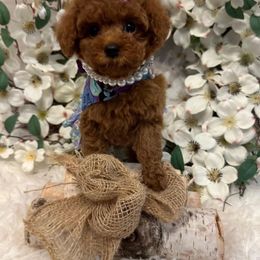 Josie - Red female Maltipoo puppy in Okc, Oklahoma from Diva’s Designer Dogs