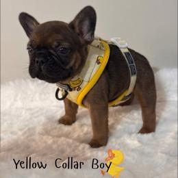 Yellow Collar Tiny Boy - Fawn male French Bulldog puppy in Dothan, Alabama from Elite Sweet Frenchies