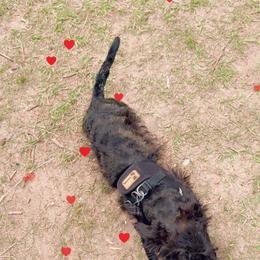 We call him bay or baby - Black male Scottish Terrier puppy in Mancelona, Michigan from Stefany Farm of Happiness