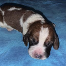 Robin - Mahogany and white male Basset Hound puppy in Inman, Nebraska from Sandhill Hounds of Nebraska