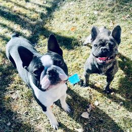 Boston Terriers and French Bulldogs from LEBulldogs