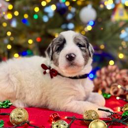 Topaz - Blue merle and white male Sheepadoodle puppy in Tahlequah, Oklahoma from Mulberry Ridge Doodles