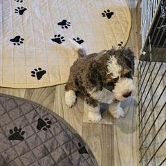 Aussiedoodle and Double Doodle Puppies from Parrish Precious Ones Texas