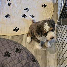 Aussiedoodle and Double Doodle Puppies from Parrish Precious Ones Texas
