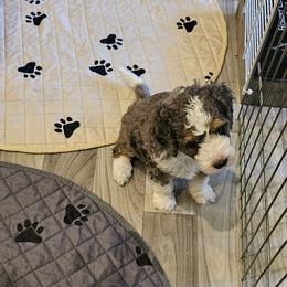 Aussiedoodle and Double Doodle Puppies from Parrish Precious Ones Texas