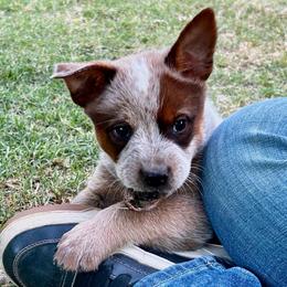 Doc - Red speckled male Australian Cattle Dog puppy in Red Bluff, California from Route 99 Heelers