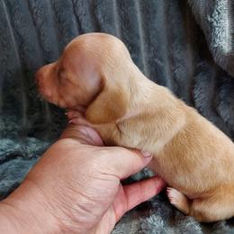 BASIL - Chocolate and tan male Dachshund puppy in Swink, Oklahoma from Palali Farm