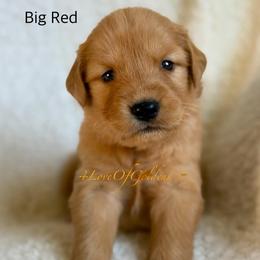 Big Red - Dark golden male Golden Retriever puppy in La Verne, California from 4LoveofGoldens