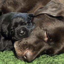 Cherry Bomb - Black female Labrador Retriever puppy in Danby, Vermont from Wolf Mountain Kennel