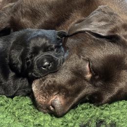 Cherry Bomb - Black female Labrador Retriever puppy in Danby, Vermont from Wolf Mountain Kennel