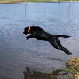 Labrador Retrievers from Wanderer Labrador Retrievers