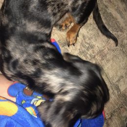 Companion Crosses and Dachshunds from Fulton Family Puppies