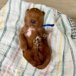 Blue collar SLINKY - Apricot male Goldendoodle puppy in Salem, Utah from Aspen Doodles