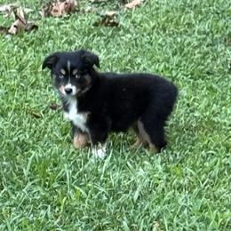 Athena - Black tri female Miniature Australian Shepherd puppy in Patterson, North Carolina from DreamLine Aussies