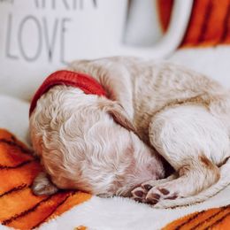 “Reba” McIntire - Apricot Goldendoodle puppy in Pine Bluff, Arkansas from Maizey Jane’s Doodles