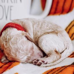 “Reba” McIntire - Apricot Goldendoodle puppy in Pine Bluff, Arkansas from Maizey Jane’s Doodles