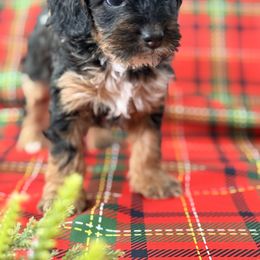 Fern - Black white and tan female Cockapoo puppy in Saint Louis, Missouri from Jax Doodles