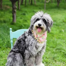 Aussiedoodles, Bernedoodles, and Double Doodles from Saltwater Doodles