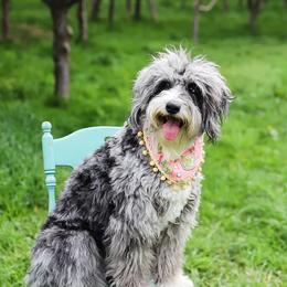 Aussiedoodles, Bernedoodles, and Double Doodles from Saltwater Doodles