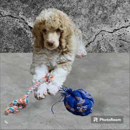 Poodle Puppies from Silly's Standard Poodles