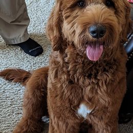 Bernedoodle and Goldendoodle All Grown Up from Kimberlee’s Kennels